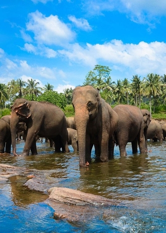 Elephant Orphanage