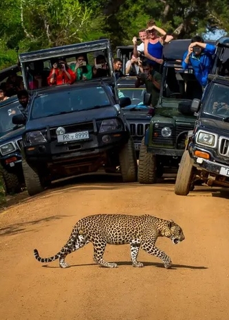National Park Safari