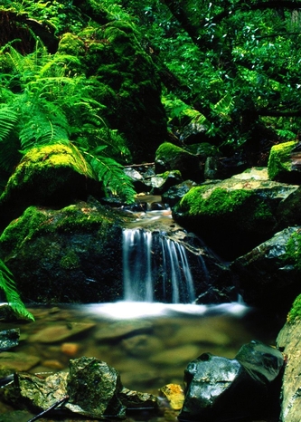 Rainforest Tour