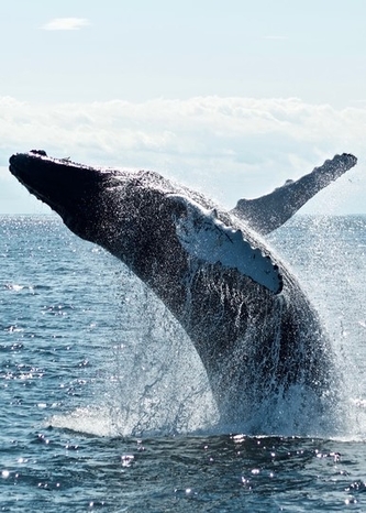 Whale Watching